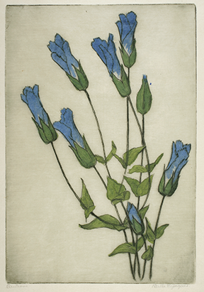 Jaques-Gentians-web.png